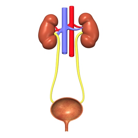 3d render of urinary systemの写真素材