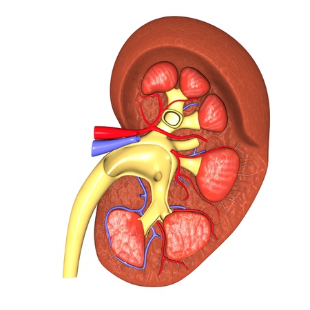 3d render of urinary systemの写真素材