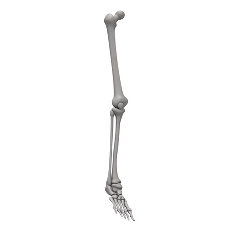 3d render of leg bonesの写真素材
