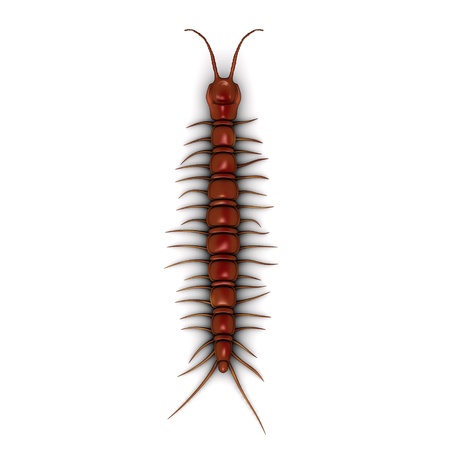 3d render of Lithobius forficatus