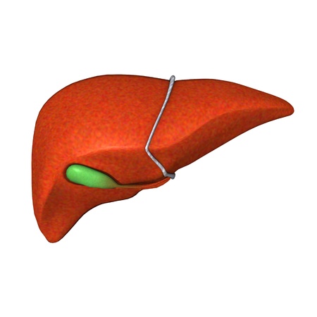 3d render of human liverの写真素材