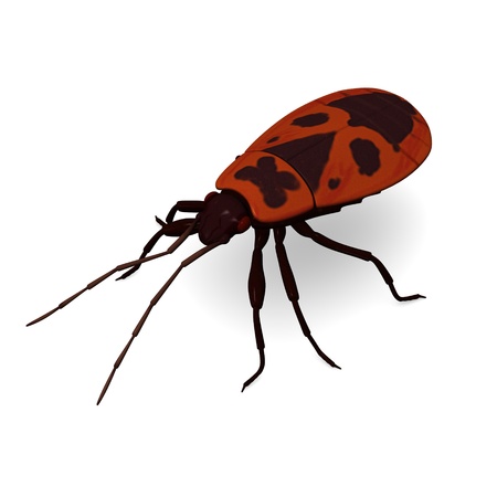 3d render of   pyrrhocoris apterus   