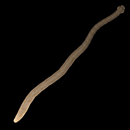 3d render of tape worm の写真素材