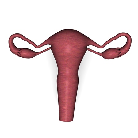 3d render of female uterusの写真素材