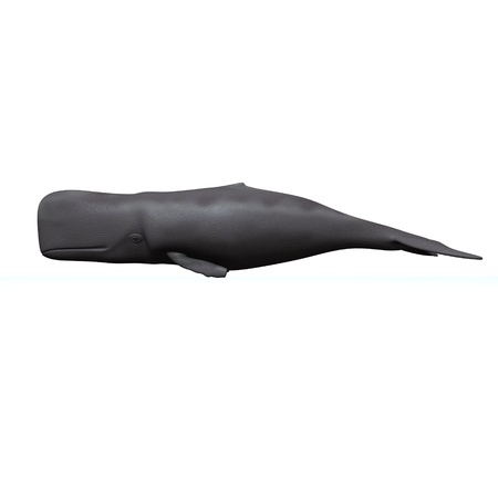 3d render of whale (mammal)の写真素材