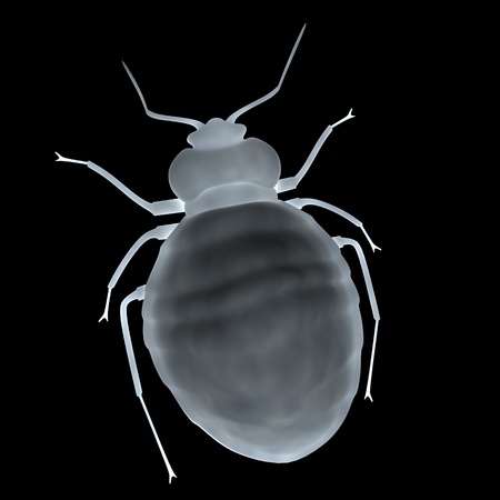 3d render of bed bug