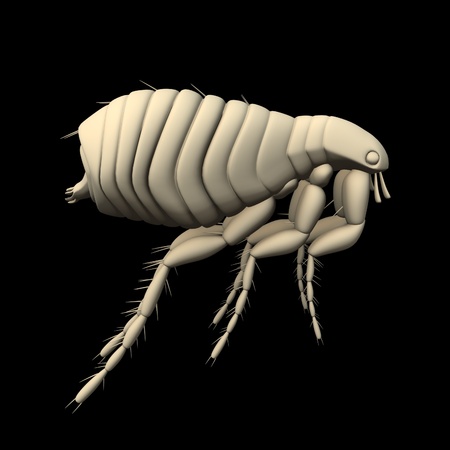 3d render of flea parasite の写真素材