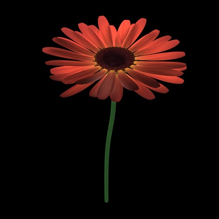 3d render of gerbera flowerの写真素材