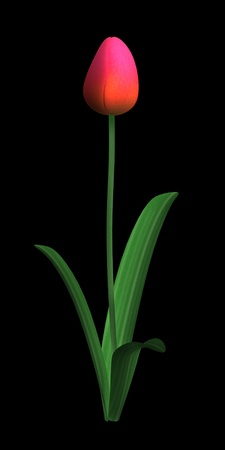 3d render of red tulip の写真素材