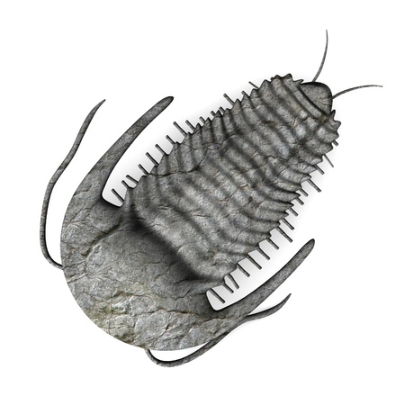3d render of trilobite(extinct animal)の写真素材