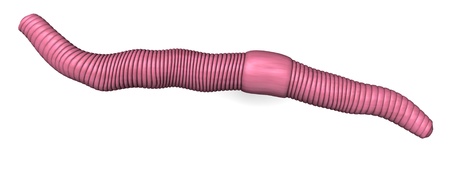 3d render of pink worms 