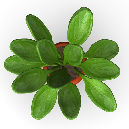 3d render of kalanchoe thyrisfloraの写真素材