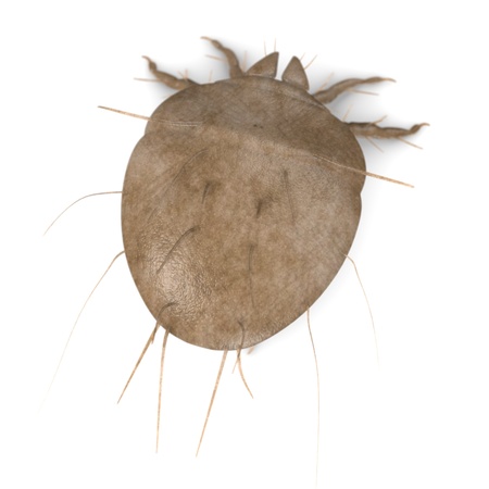 3d render of mite bug