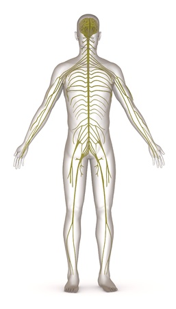 3d render of artificial character with nervous systemの写真素材