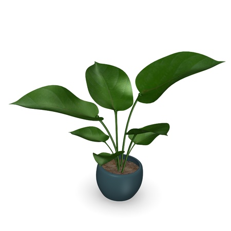 3d render of philodendron plantの写真素材