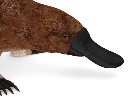 3d render of platypus animalの写真素材