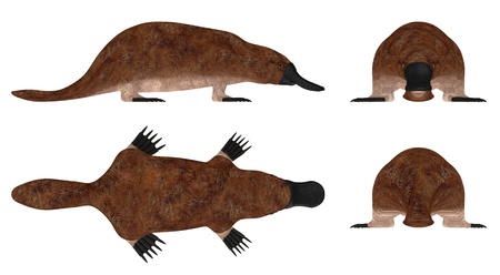 3d render of platypus animalの写真素材