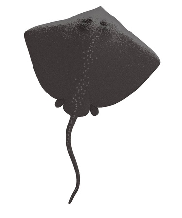 3d render of  stingray animalの写真素材