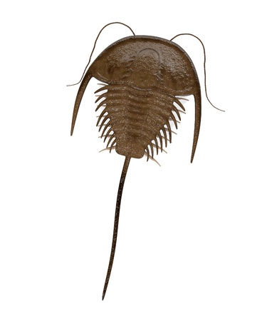 3d render of  trilobite animalの写真素材