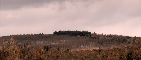 forest scenery in winter (snowy)の写真素材