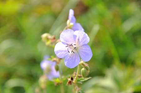 beautiful forest scene - detail of flowerの写真素材