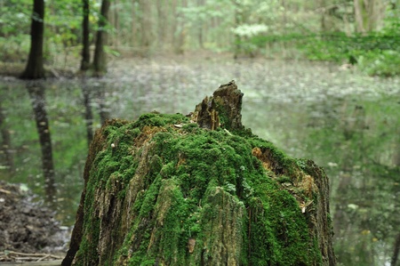 old stump and forest pondの写真素材