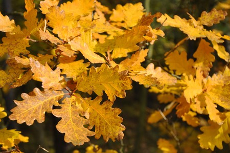 coloruful autumn leavesの写真素材