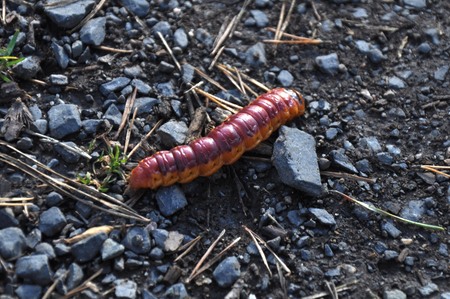 cutworm in natureの写真素材