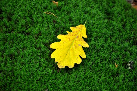 yellow oak leaf on moss