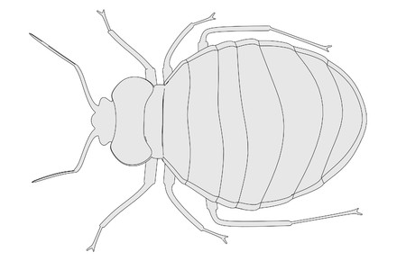 cartoon image of bed bug