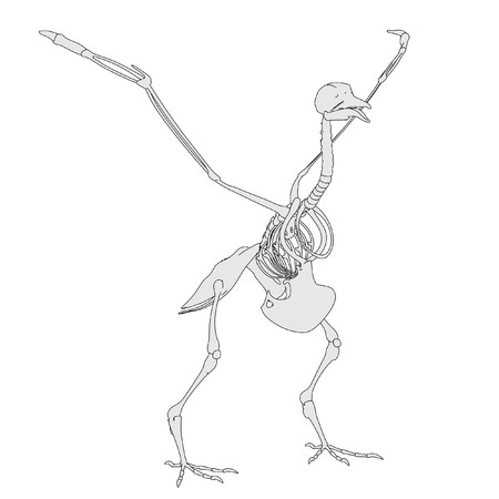 cartoon image of bird skeletonの写真素材