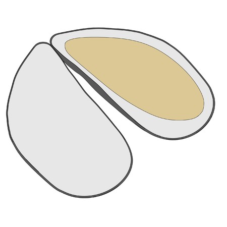 cartoon image of sea shellの写真素材