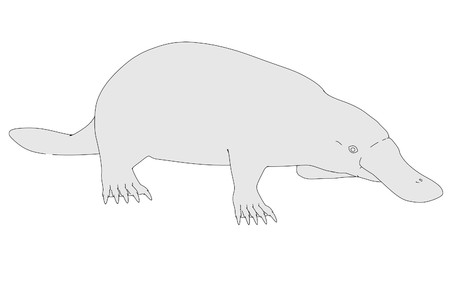 cartoon image of platypus animalの写真素材