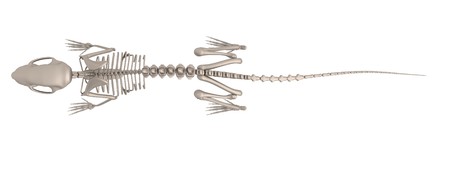 realistic 3d render of mouse skeletonの写真素材