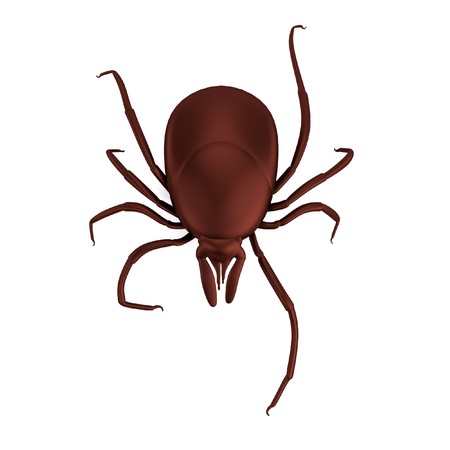 realistic 3d render of tick