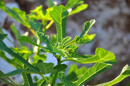 photo of leaves of fig treeの写真素材