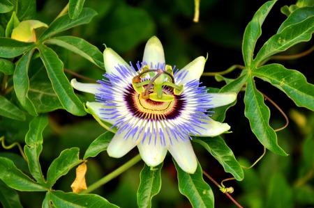 photo of flower (vegetation on Samos island)の写真素材