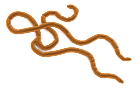 3d render of Ebola Virus model