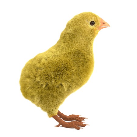 3d render of baby chickenの写真素材