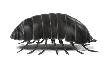 3d render of armadillidium vulgareの写真素材