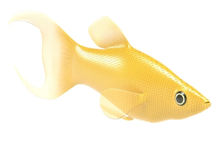 3d render of poecilia sphenopsの写真素材