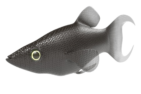 3d render of poecilia sphenops
