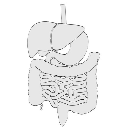 2d cartoon illustration of digestive systemの写真素材