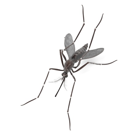 3d render of Aedes Aegyptiの写真素材