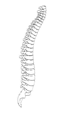 2d cartoon illustration of spinal cord