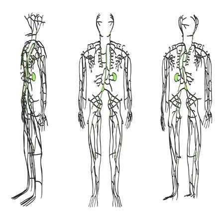 2d cartoon illustration of lymphatic systemの写真素材
