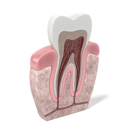 3d renderings of tooth anatomyの写真素材
