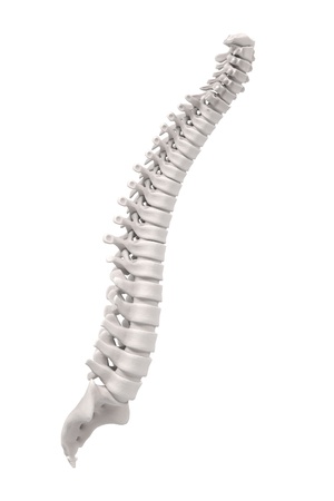3d renderings of spinal cordの写真素材