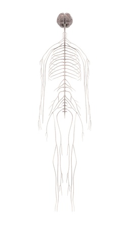 3d renderings of nervous systemの写真素材