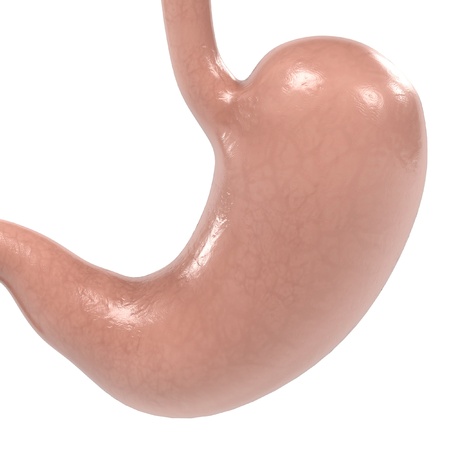 3d renderings of human stomachの写真素材